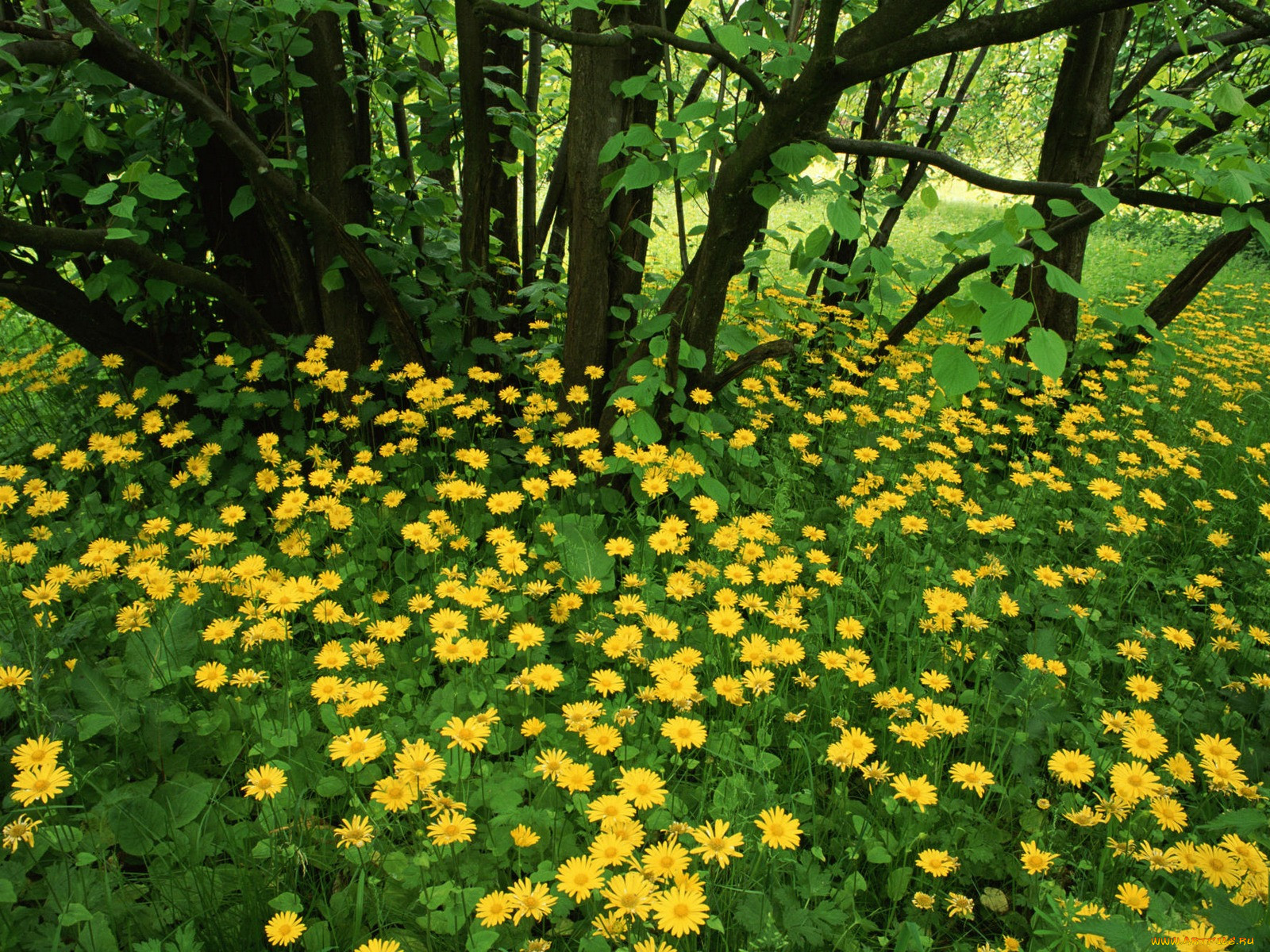flowering, leopardsbane, scotland, , , 